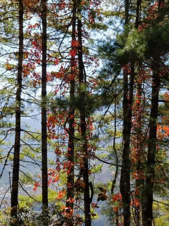 Autumn colors in the woods pine trees, Bhutan.