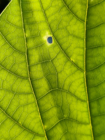 Close-up of a green leaf with intricate veins , symbolizing nature and purity.の写真素材