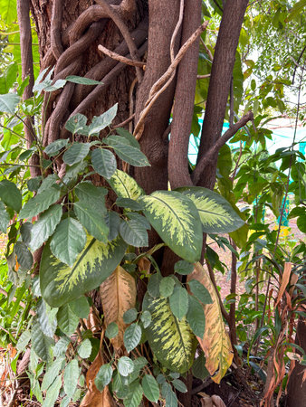 Tropical plants with vibrant green leaves entwined around a tree trunk, showcasing natural patterns and textures.の写真素材