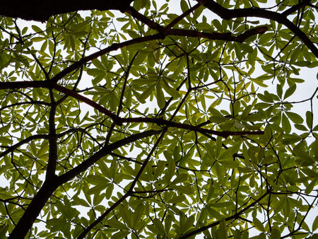 Silhouetted tree branches against a bright sky, with fresh green leaves creating a natural pattern.