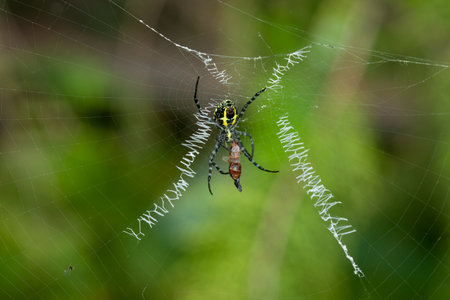 A spider is eating an ant. The spider is yellow and blackの写真素材