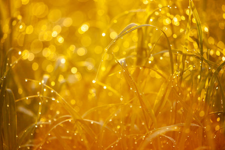 A serene golden hour landscape, the sunlight delicately highlights the textures and details of the wild grass It conveys a warm, tranquil summer eveningの写真素材