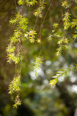 The leaves of a tree are green and have a slightly fuzzy appearance. The branches are thin and the...