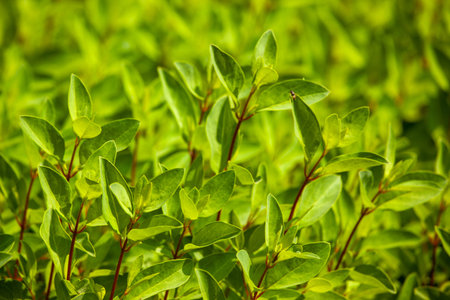 A closeup of lush green field of leaves with a few bugs on them