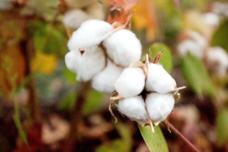 Cotton flower closeup from the field