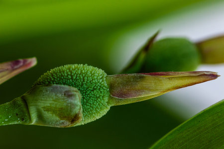 close-up of grass bud with out of focus background of a grass fieldの写真素材