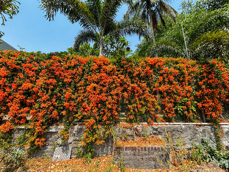 A wall covered in orange trumpet vine flowers. The flowers are in full bloom and are very bright