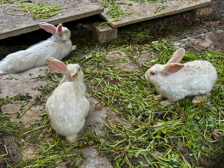Three white rabbits are eating grass in a yardの写真素材