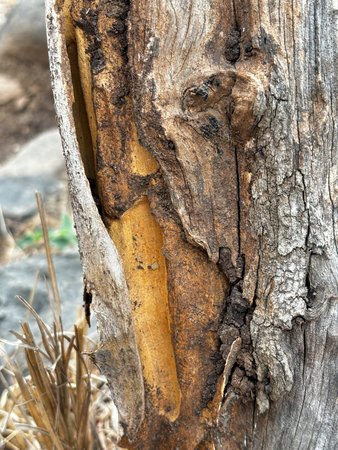 A tree trunk with a hole in it. The hole is surrounded by a yellowish brown color