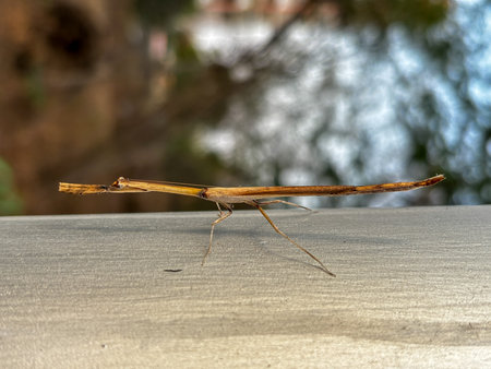 A stick insect is standing on a table. The stick insect is brown and has a long body