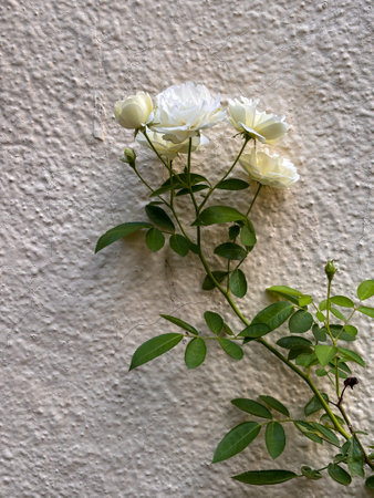 A white rose flower is growing on a wall. The flower is small and has a green stem. The wall is white and has a rough textureの写真素材
