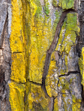 The bark of a tree is covered in green and yellow moss. The yellow and green colors create a contrast that makes the bark stand out. The moss also adds a sense of age and history to the treeの写真素材