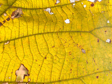 A leaf with brown spots and holes. The leaf is yellow and has a worn appearance. The spots and holes give the leaf a sense of age and decayの写真素材