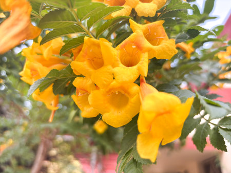 A yellow flower with a heart shape is in the center of a group of yellow flowers. The flowers are surrounded by green leaves and are in a garden setting. Concept of warmth and happinessの写真素材
