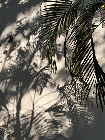 A palm tree casts a shadow on a wall. The shadow is long and dark, creating a sense of depth and...