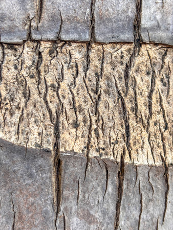 The image is of a tree trunk with a lot of cracks and grooves. The texture of the trunk is rough and...