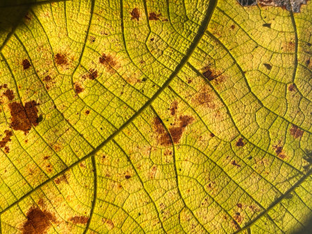 A leaf with brown spots and a green stem. The brown spots on the leaf are scattered all over its...