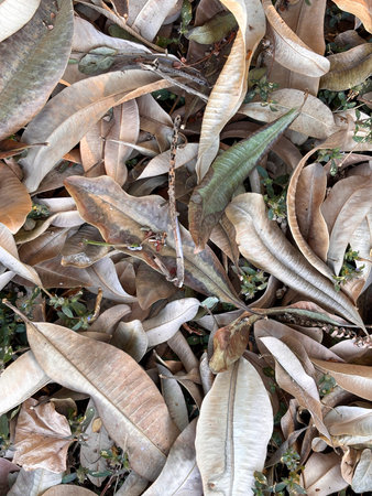 A pile of leaves on the ground. The leaves are brown and scattered. The image has a natural and...