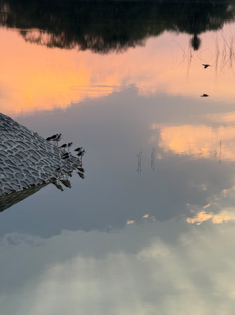 A group of birds are sitting on a log in the water. The sky is orange and pink, and the water is calmの写真素材