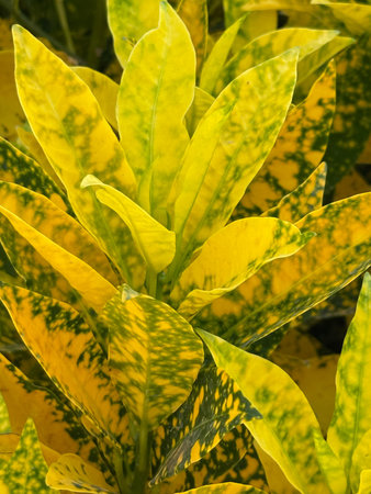 A plant with yellow leaves and brown spots. The plant is in a garden
