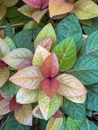 A plant with green leaves and red leaves. The red leaves are on the top of the plant, and they are...
