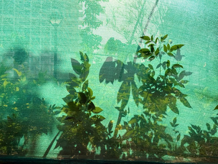 A green leafy plant with a green background. The leaves are very small and the background is a light green colorの写真素材