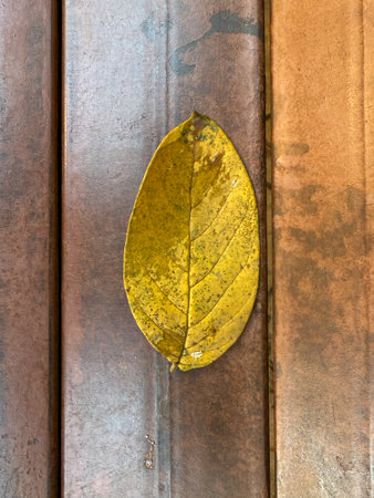 A leaf is laying on a wooden surface. The leaf is yellow and has a brownish tint. The leaf is on a wooden surface that is brown and has a rustic feelの写真素材