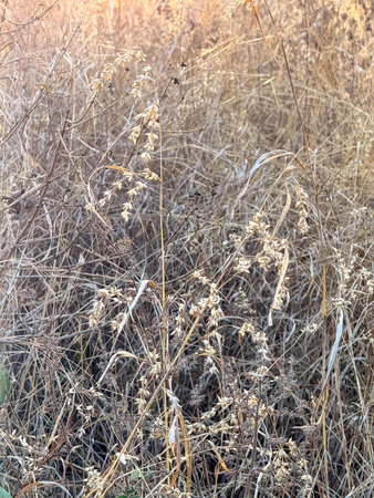 A field of dry grass with a few brown and yellow flowers. The field is empty and the flowers are...