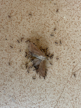 A dead moth is laying on the ground with a group of ants surrounding it. The scene is a reminder of the cycle of life and death in natureの写真素材