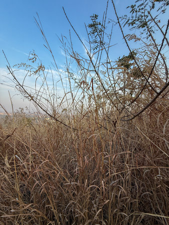 A field of dry grass with a blue sky in the background. The grass is tall and dry, giving the impression of a barren landscapeの写真素材