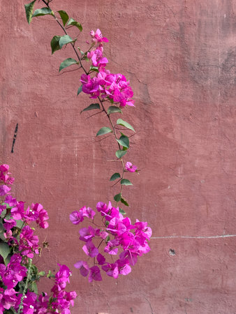 A beautiful pink flower is growing on a wall, with its stem reaching out towards the sky. The flower is the center of attention, surrounded by a pink wall that complements its vibrant colorの写真素材