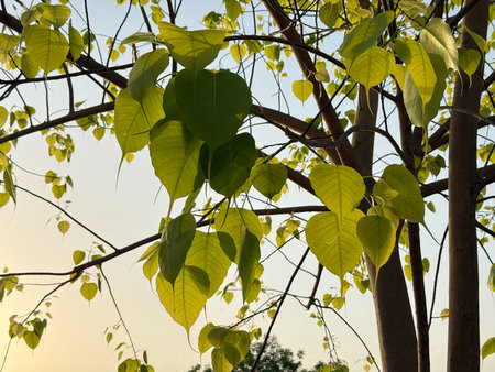 A tree with green leaves is in the foreground. The leaves are large and are spread out. The tree is in a field and the sky is blueの写真素材