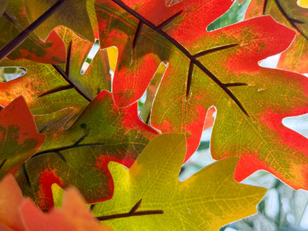 A close up of a leafy tree with a few leaves that are green and red. The leaves are in the foreground and the background is a tree trunkの写真素材