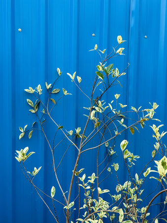 A tree with green leaves is growing next to a blue wall. The tree is small and has a few leavesの写真素材