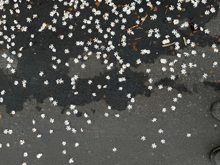 A black and white photo of a road covered in white flowers. Concept of serenity and calmness, as the flowers gently fall onto the pavement. The contrast between the dark roadの写真素材