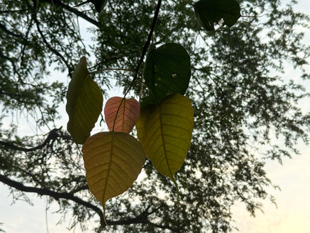 A tree with leaves that are yellow and green. The leaves are in the sun