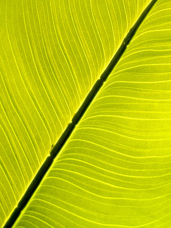 A leaf with a green color and a wavy pattern. The leaf is very thin and long