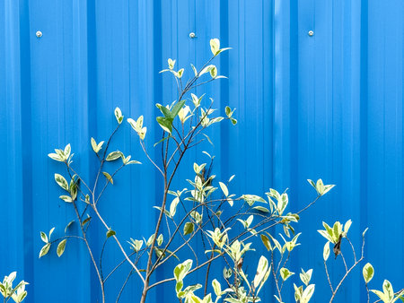 A blue fence with a plant growing out of it. The plant is green and has leavesの写真素材