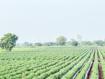 A field of green plants with a cloudy sky in the background. The field is full of plants and the sky is overcastの写真素材