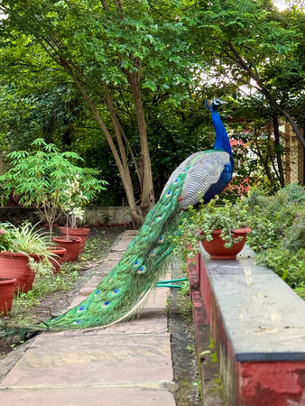 A peacock is standing in front of a red wall. The peacock is surrounded by potted plants and a brick wall. The scene is peaceful and serene, with the peacock being the focal point of the imageの写真素材