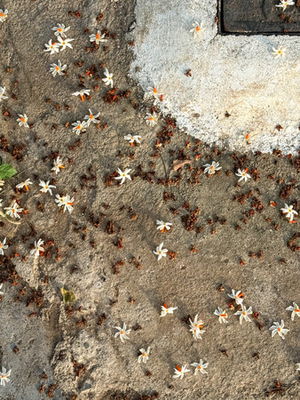 A large number of white flowers are scattered across a grey surface. The flowers are in various...