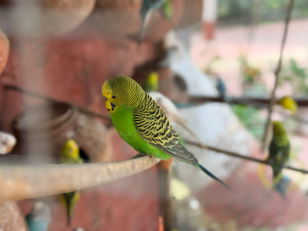 A green parakeet is perched on a wire in front of a cage with other birds. Scene is peaceful and...