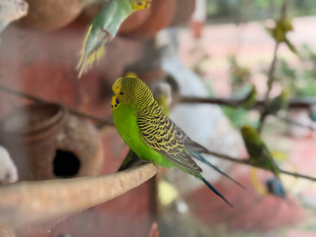 A green and yellow bird is perched on a branch. The bird is surrounded by other birds, some of which...