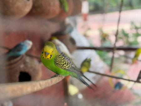 A green and yellow bird is perched on a branch in front of a group of other birds. The bird appears...
