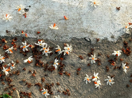 A bunch of white flowers are scattered on the ground. The flowers are in various stages of wilting, and some are even dead. The scene has a somewhat melancholic and somber moodの写真素材