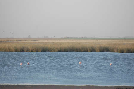Meadow with weeds, a lagoon and some animals.の写真素材