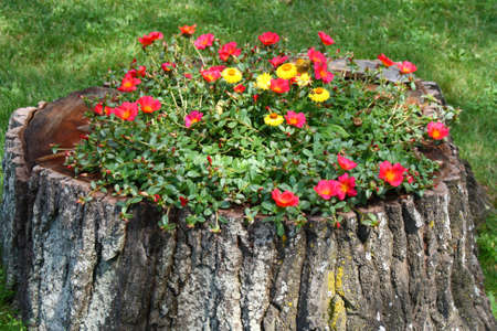 old tree trunk flower potの写真素材