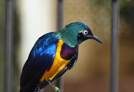 royal starling, cosmopsarus regius, africaの写真素材