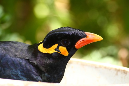 greater hill mynah, gracula religiosa from south americaの写真素材