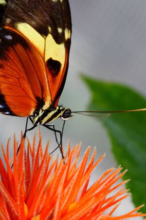 tiger longwing, Heliconius hecale, butterfly on flower eating nectarの写真素材